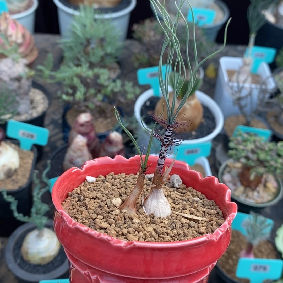 Gv双叶翘弹簧草产地