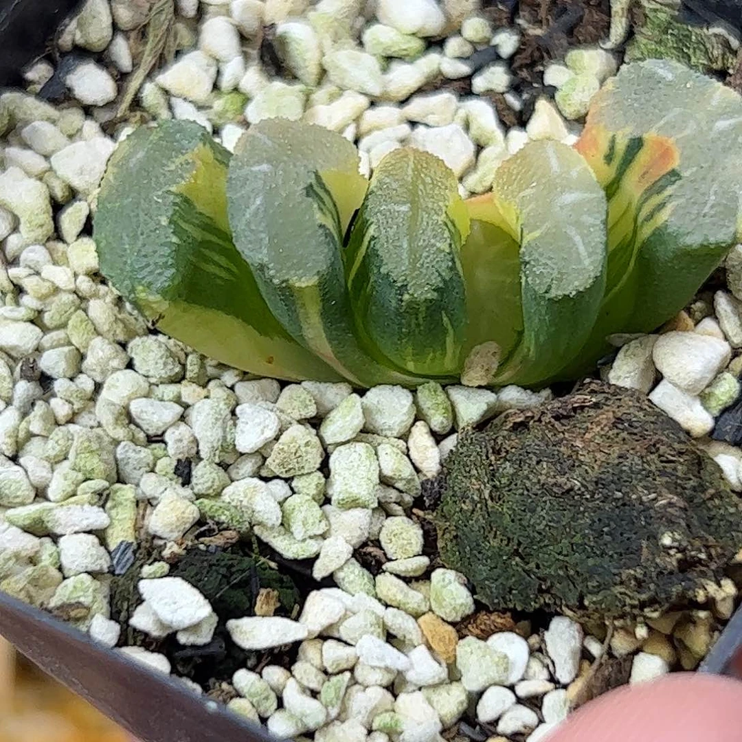 火山锦十二卷多肉植物