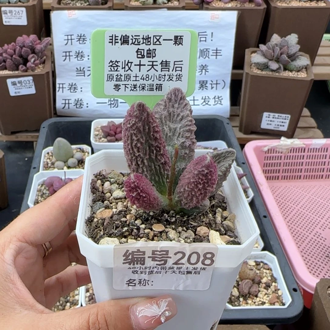 y****0208苍龙多肉植物