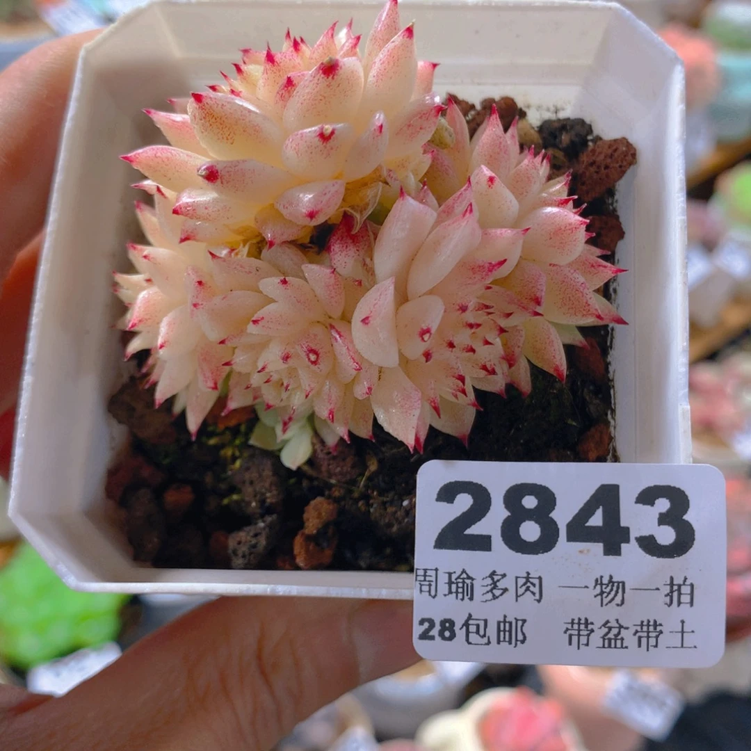 精控多肉植物植物2843