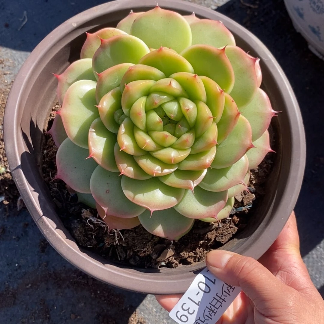 两单包邮1210-139不知名