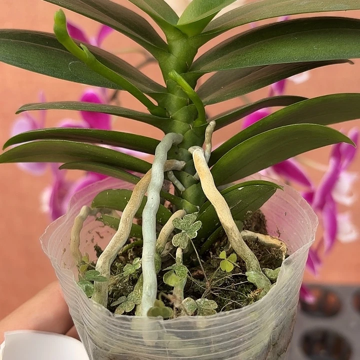 完全开放蝴蝶兰番茄花剑苗