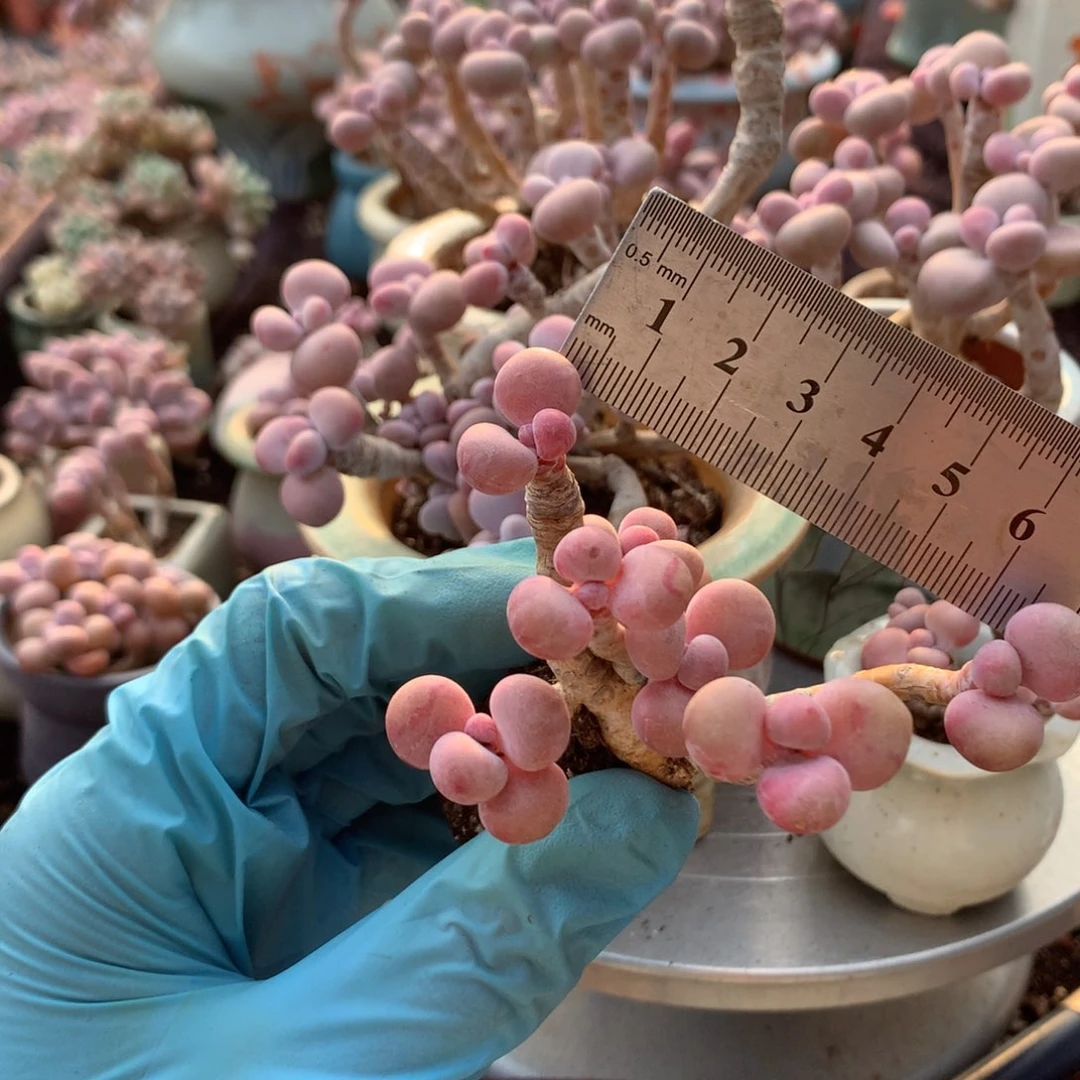 记*我95感不带盆有瑕疵偏远不包邮的