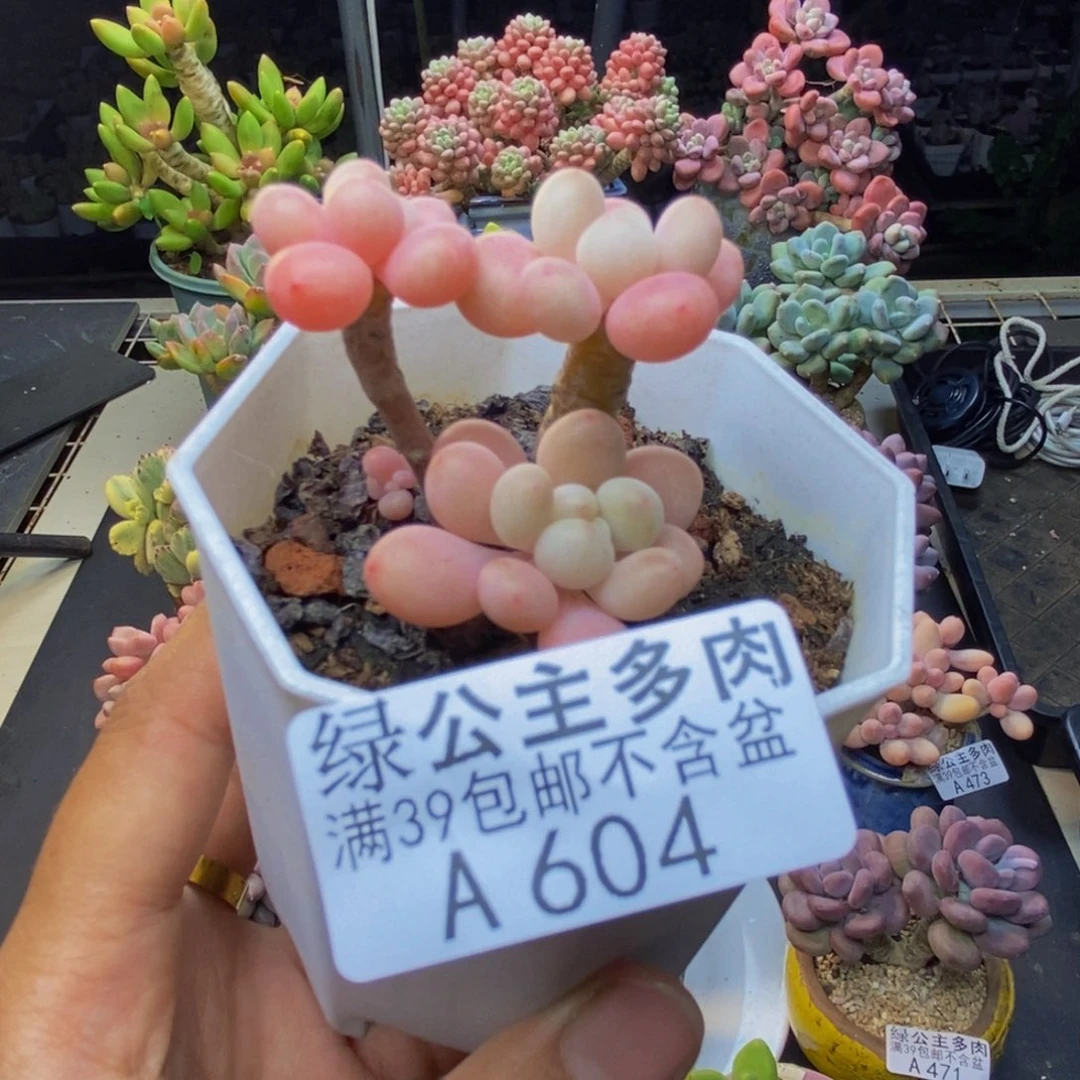 604鱼子酱多肉3c m
