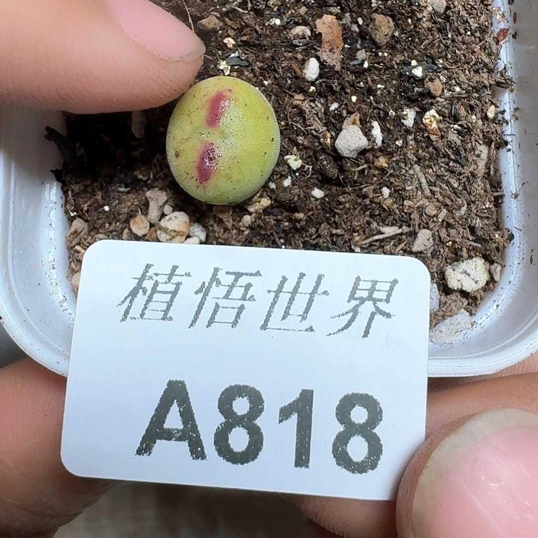 b****u828盒多肉植物哇d c