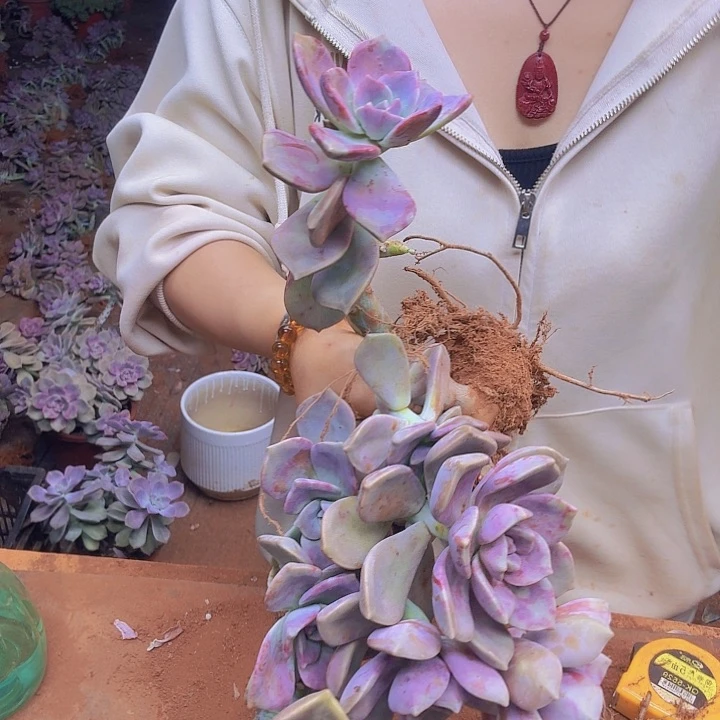 完全开放地灾老庄子了，一物一拍