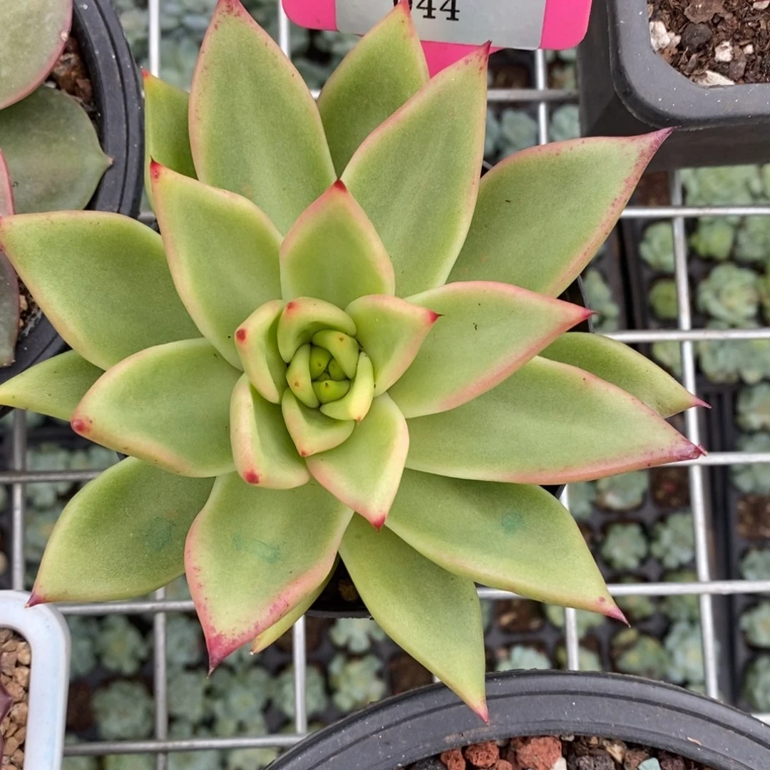x044-多肉植物 东云杂