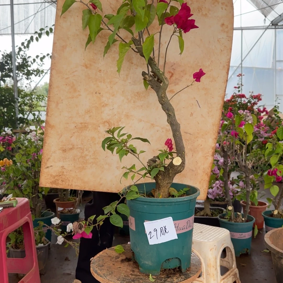 大部分花苞少量开放甜心 29脱