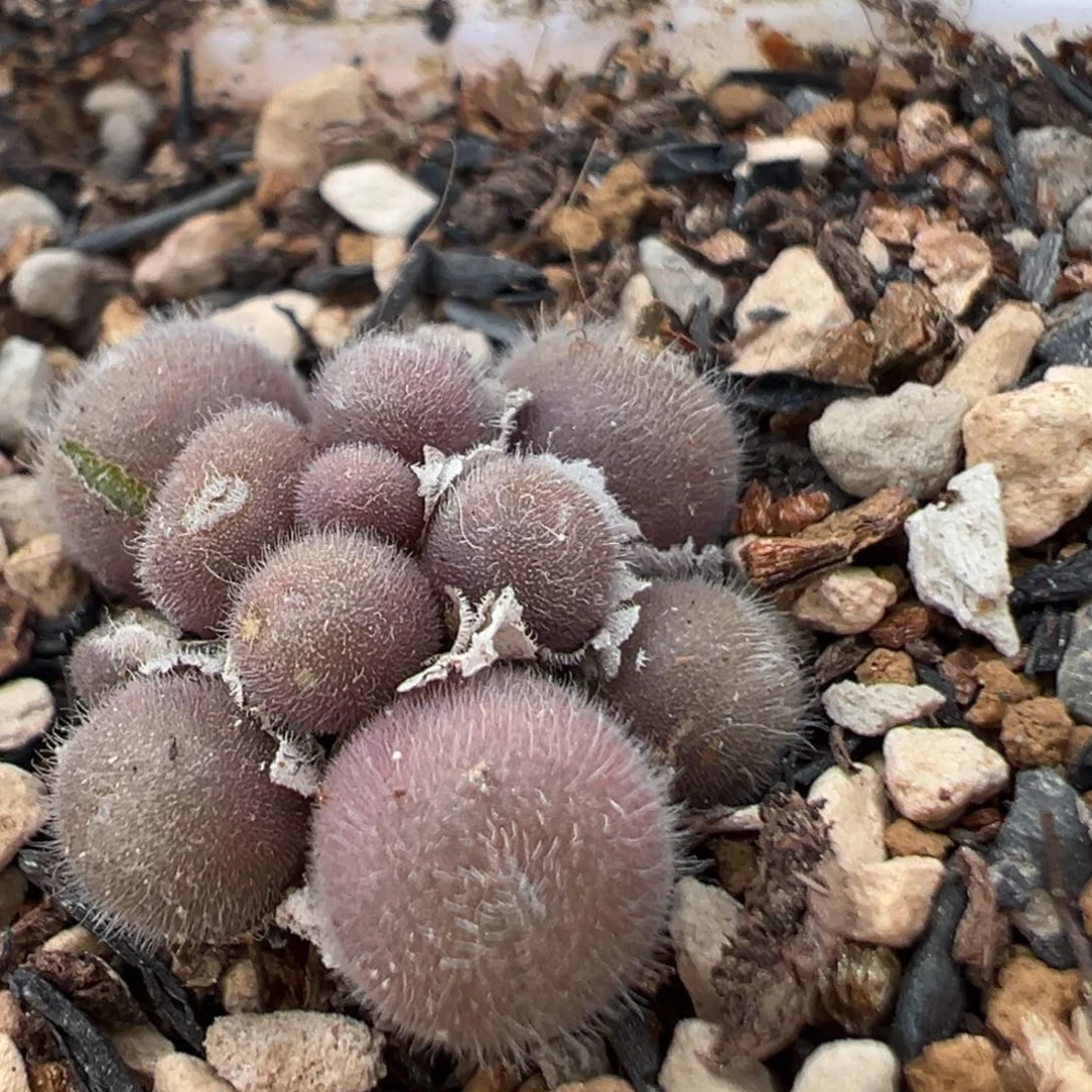 370多肉植物百科植物