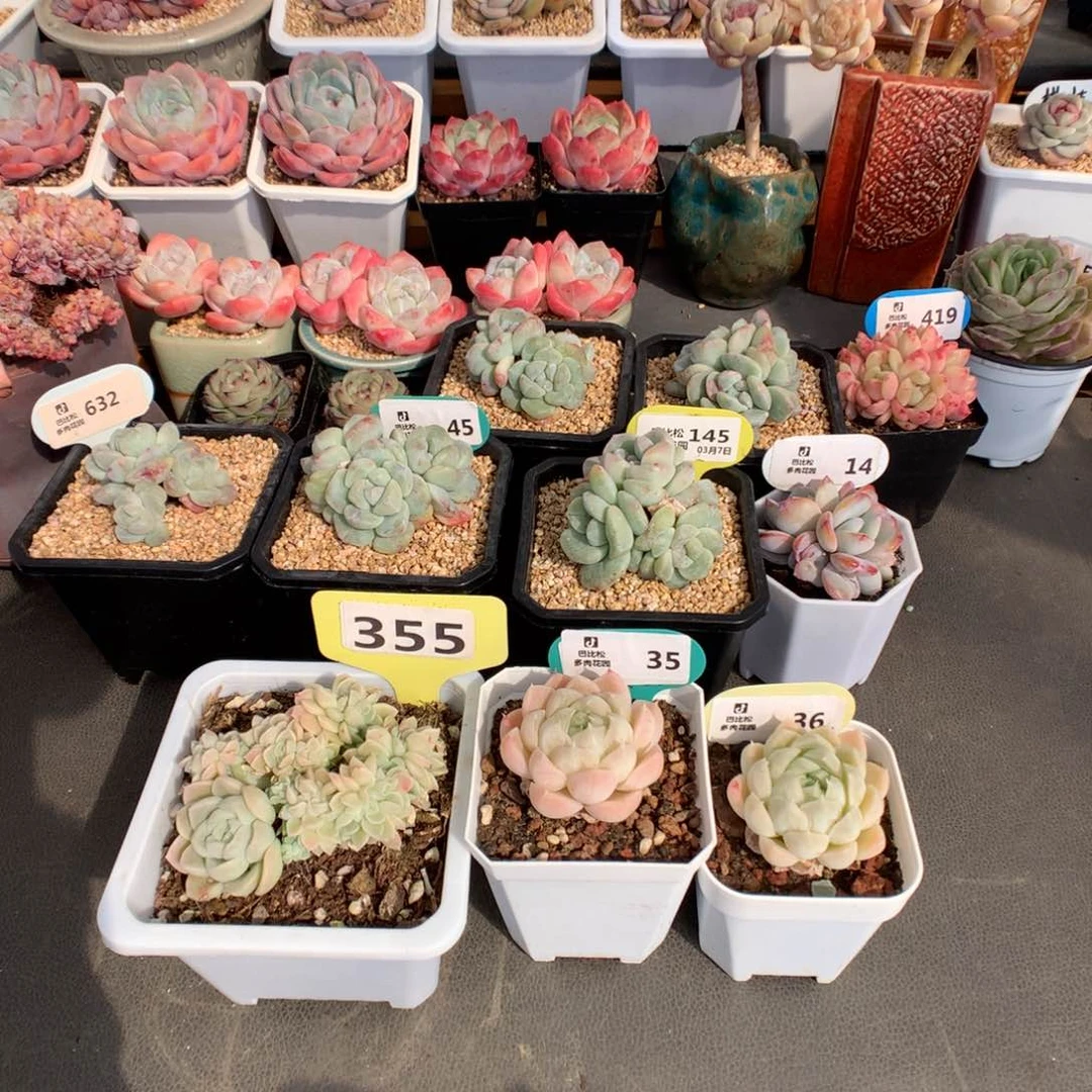 琉**苏355-35-36 三个多肉