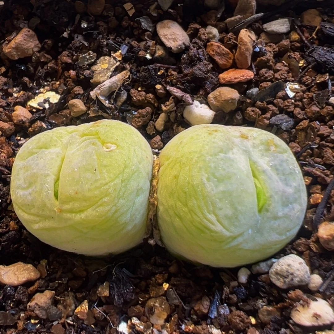 21多肉植物种类百科