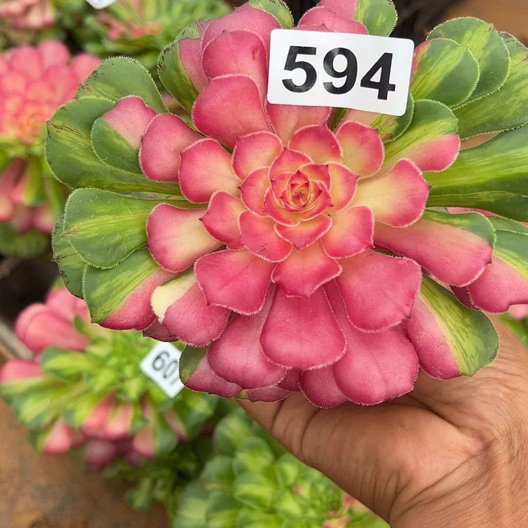 精品多肉植物594知否