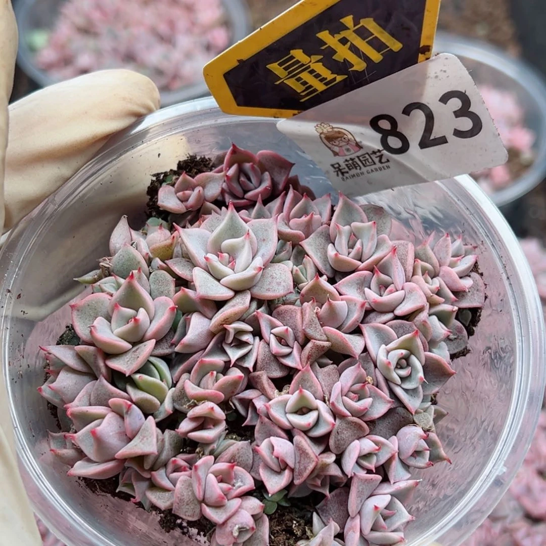 多肉植物多肉植物