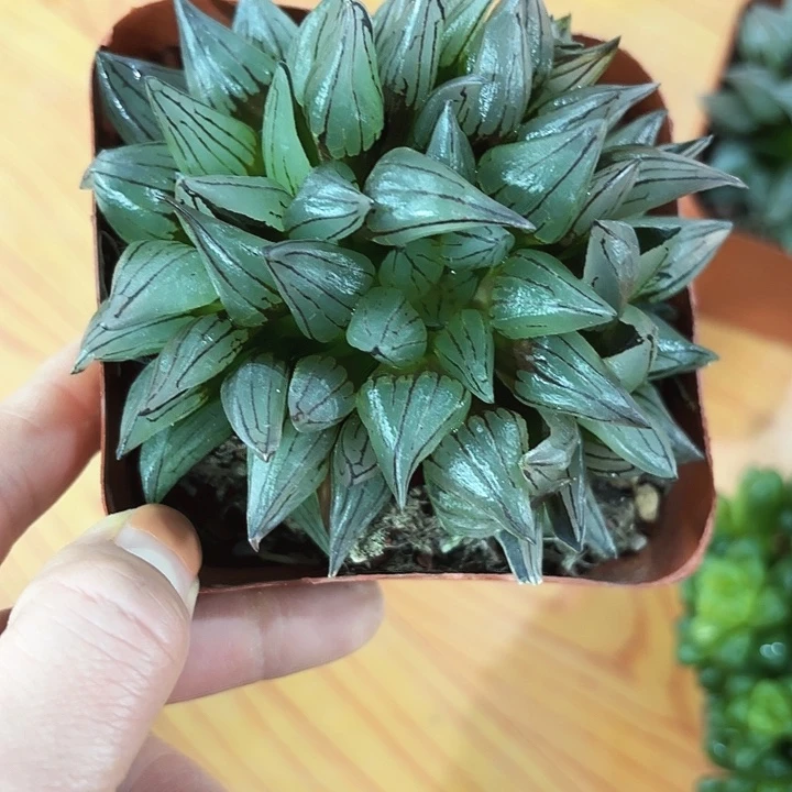 西瓜换盘多肉植物