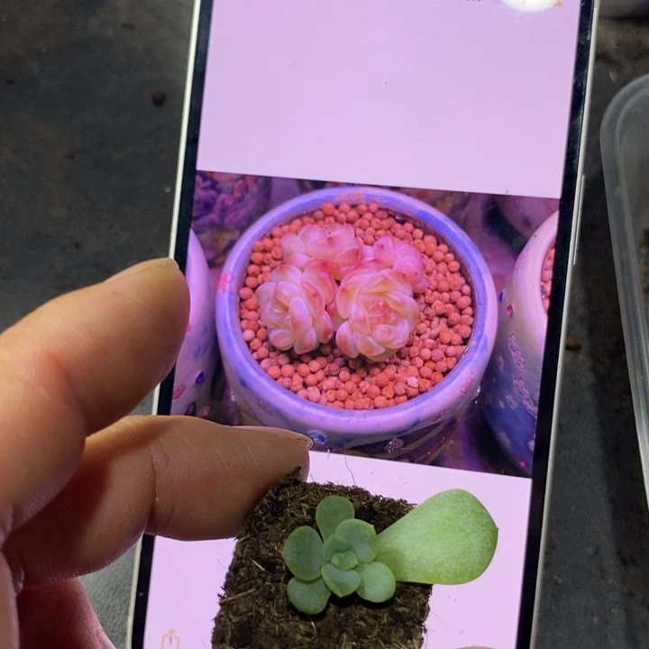 穴盘甜心832苗一个