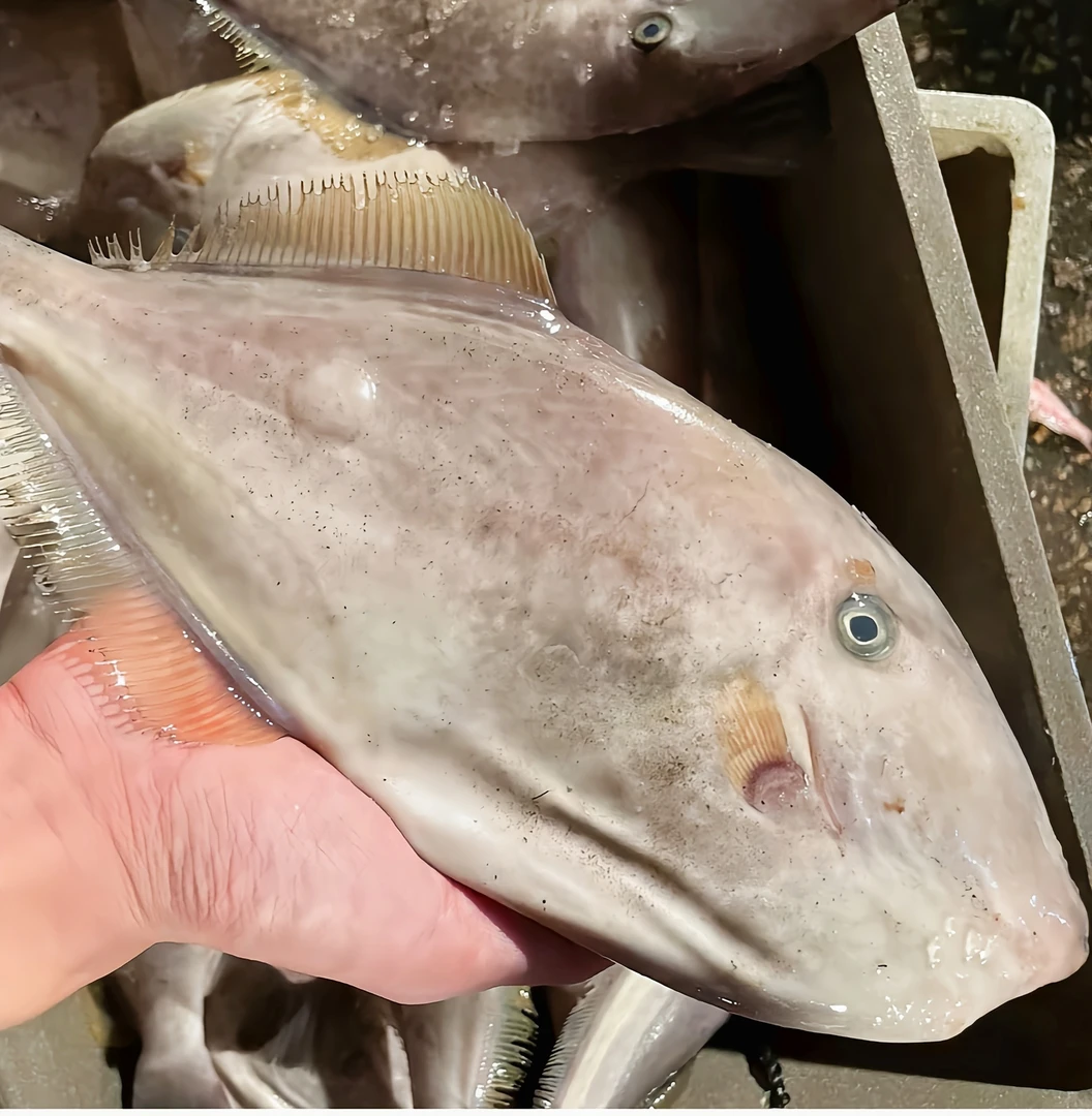 【大扒皮鱼】 顺丰发货包鲜到家