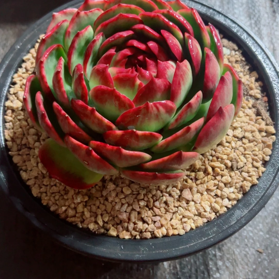 惊鸿仙子大包子 16cm