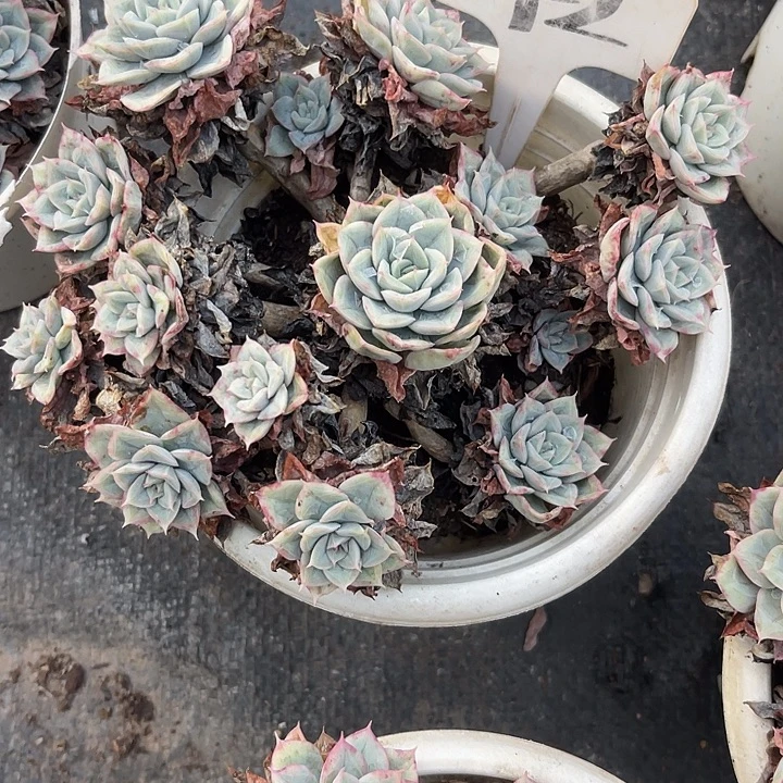 *****两单包邮，一物一拍42