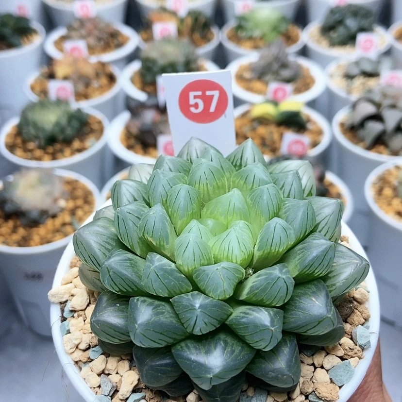 【闪购商品】57翡翠