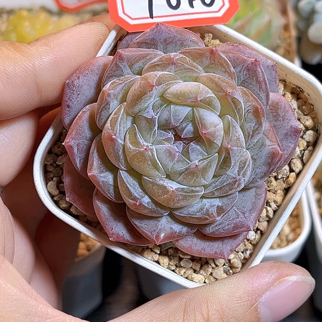 F646一物一拍 春山序