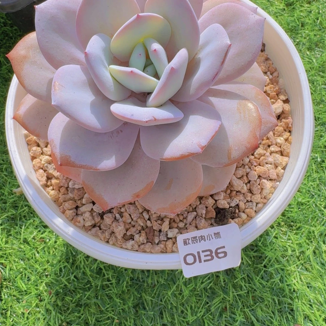 多肉植物奶茶单头0136