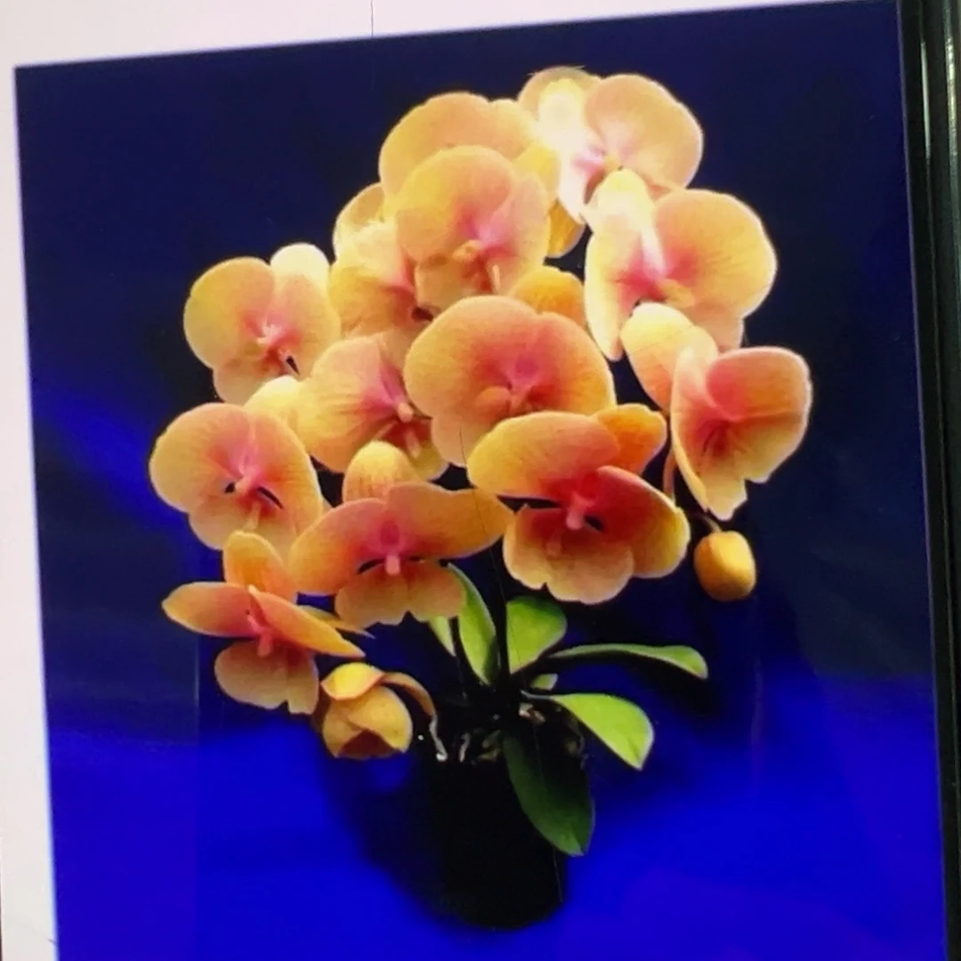 当前无花栽培后可以开花黄金面包浮力请凑单一颗不发货