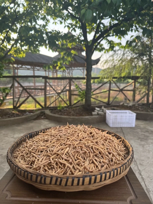 贵州精选山货 太 子 参干货
