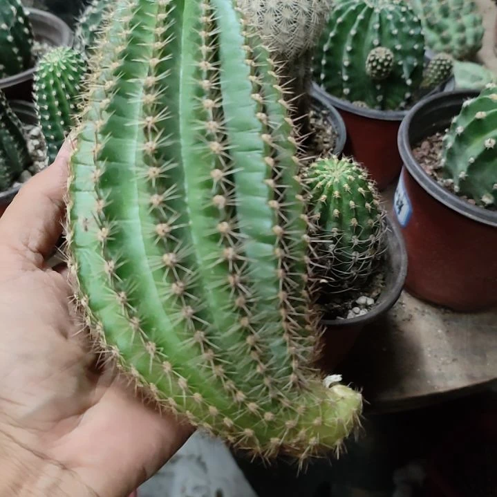 仙人球云雨侧芽大瑕疵