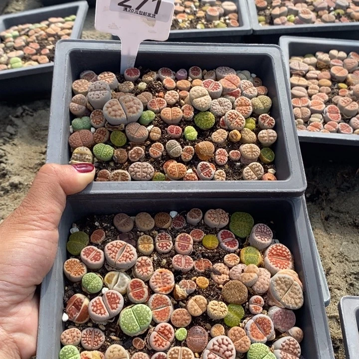 霖*生石花等植物271