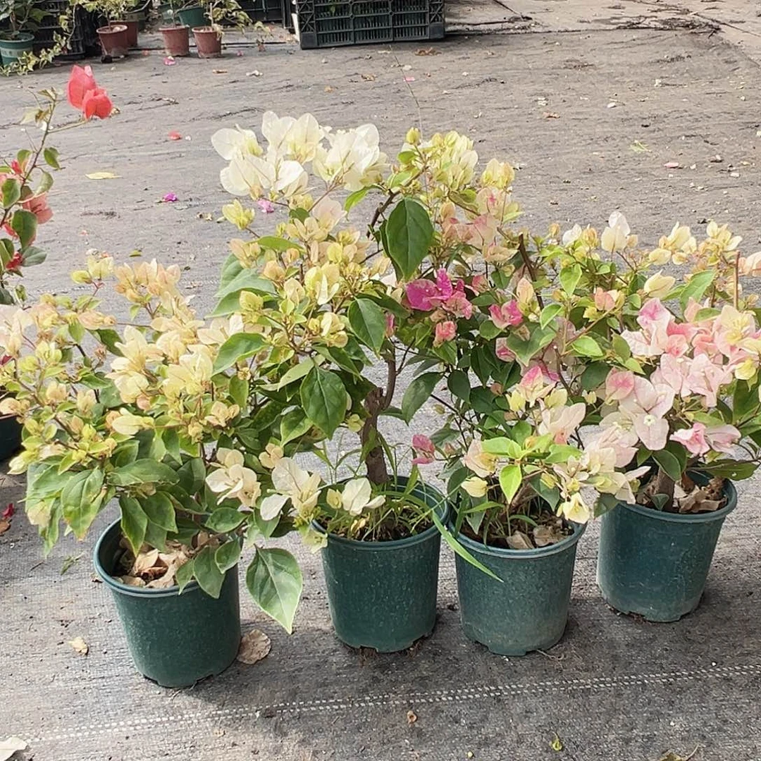 大部分花苞少量开放漳红樱掌中宝一棵