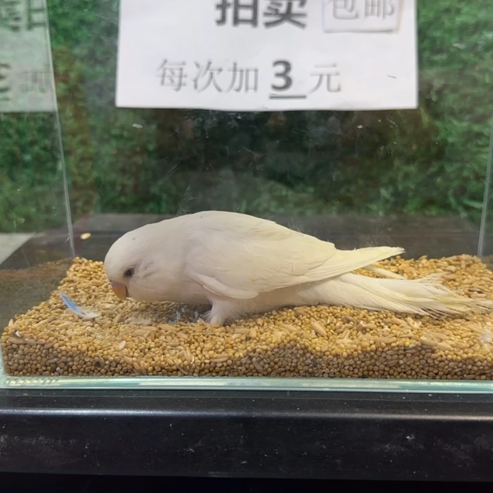 虎皮鹦鹉大头虎皮鹦鹉