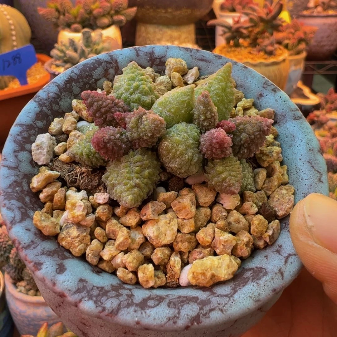 一物一拍，感谢支持