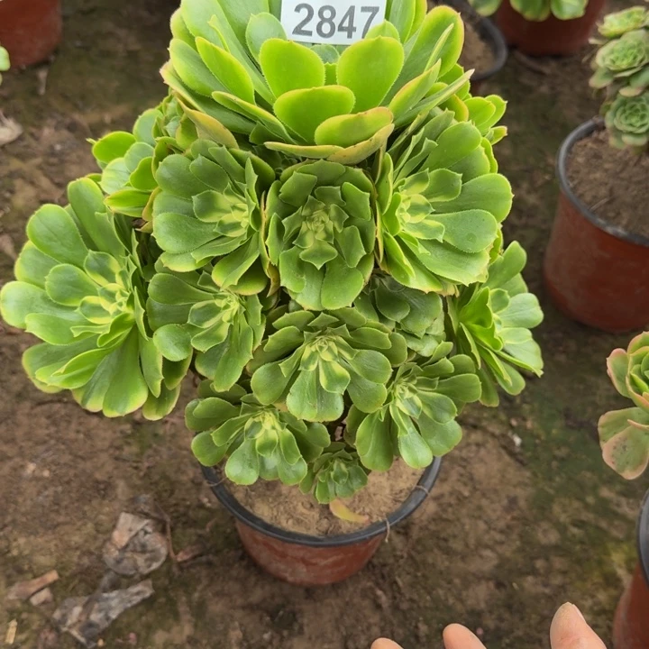 2847辛尼亚多肉植物