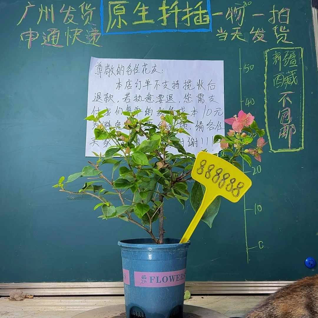 当前无花栽培后可以开花  橙粉公主  888888