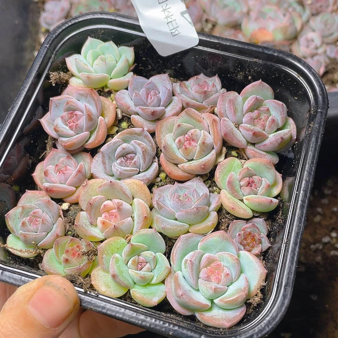 多肉植物多肉植物446