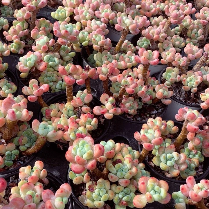 罗琦。