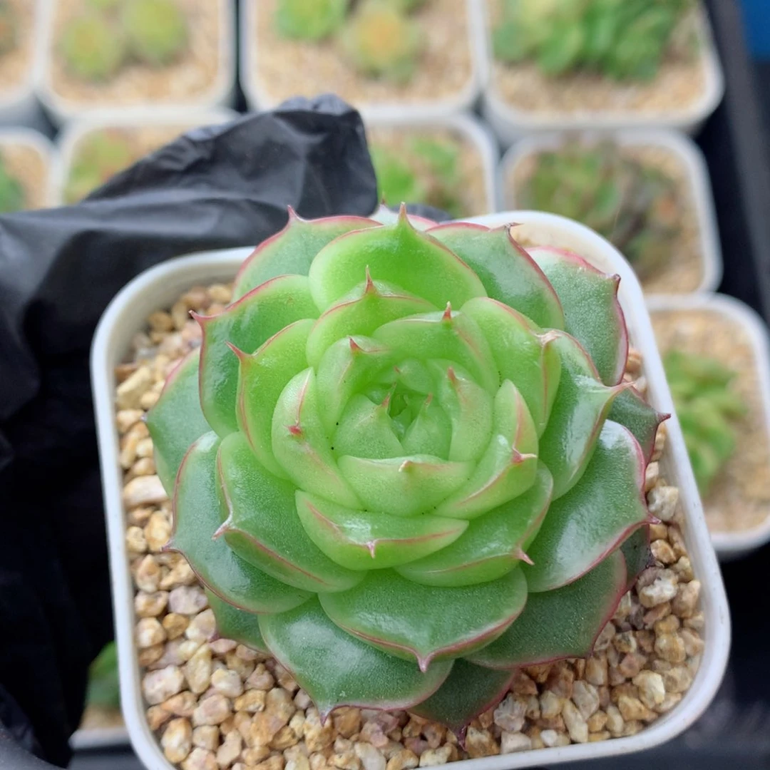58包邮  群生不包整珍妮15