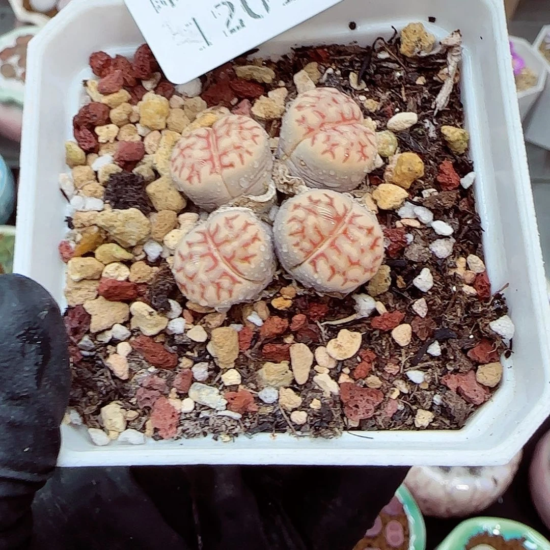 生石花满18包邮1201-148