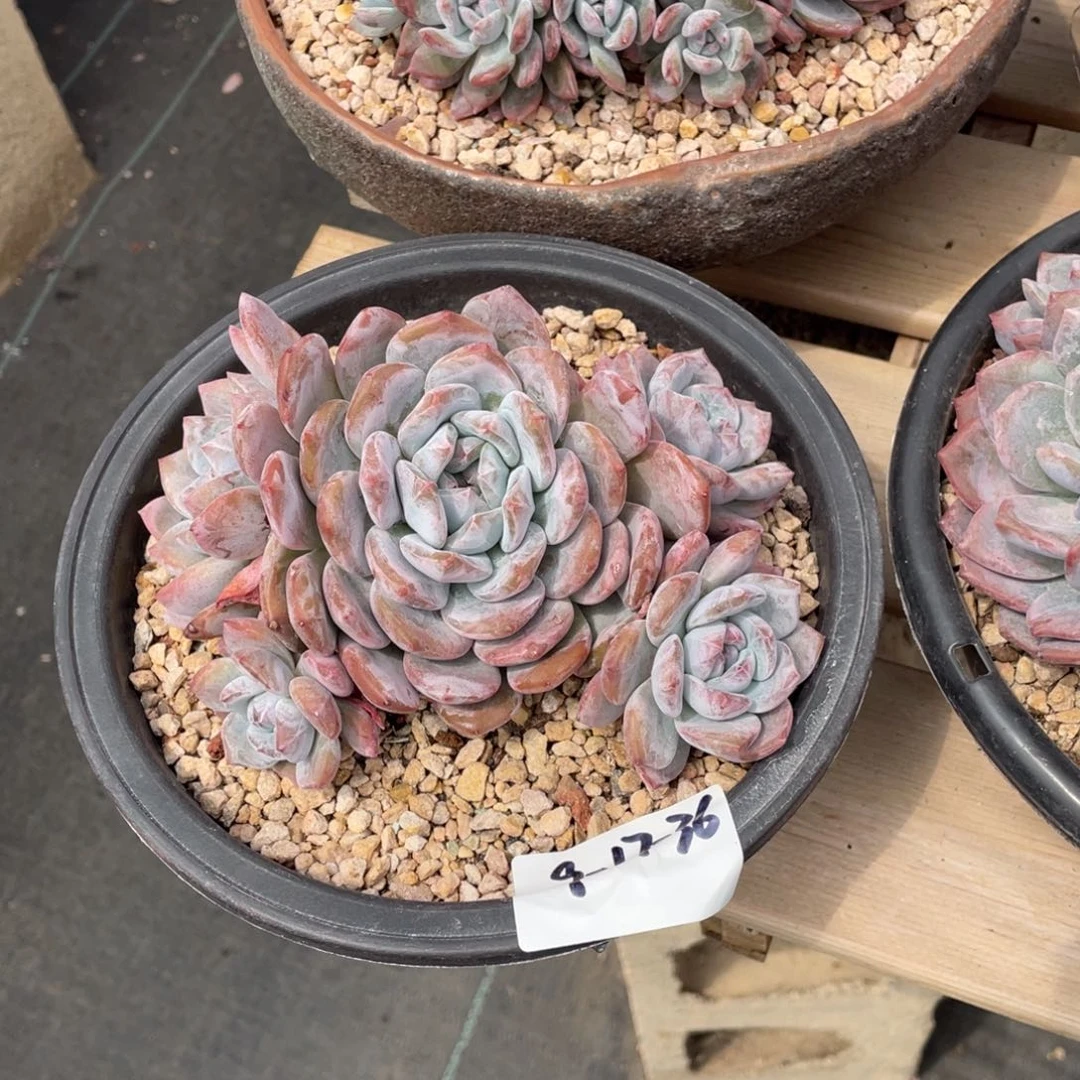 9-17-36静好多肉园艺