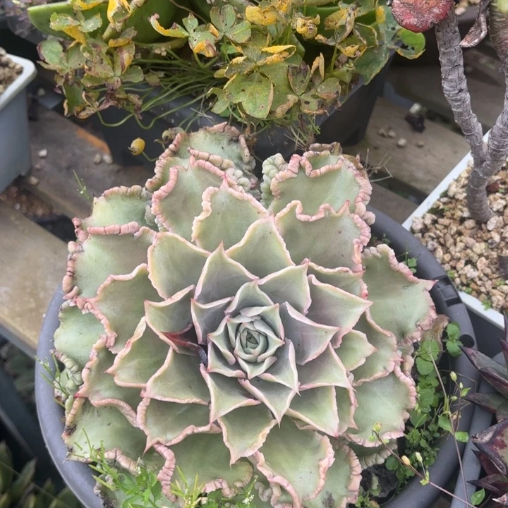 饺子皮     30公分左右   12