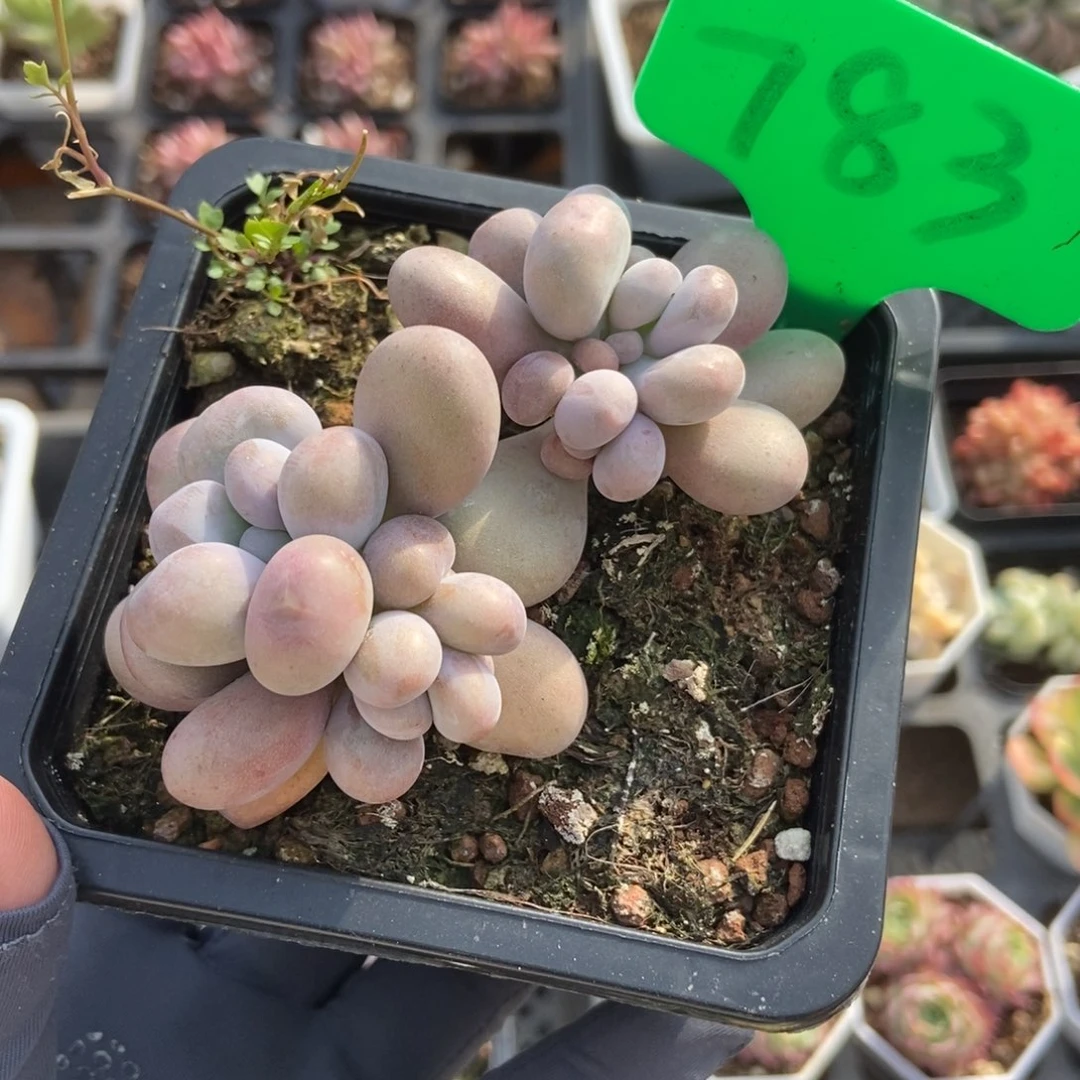 783鸡蛋美人多肉植物