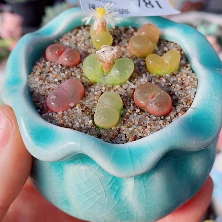 生石花花花花花花花781