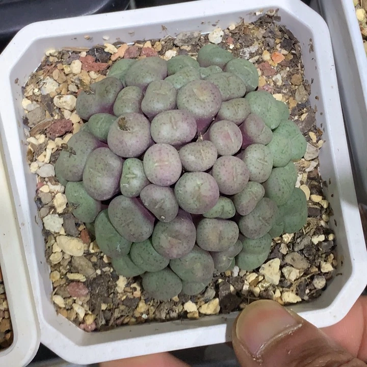 精品多肉植物大战僵尸先生