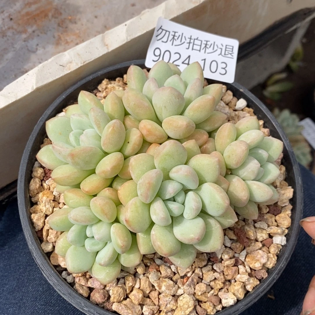 夏悦多肉927-103泡泡糖