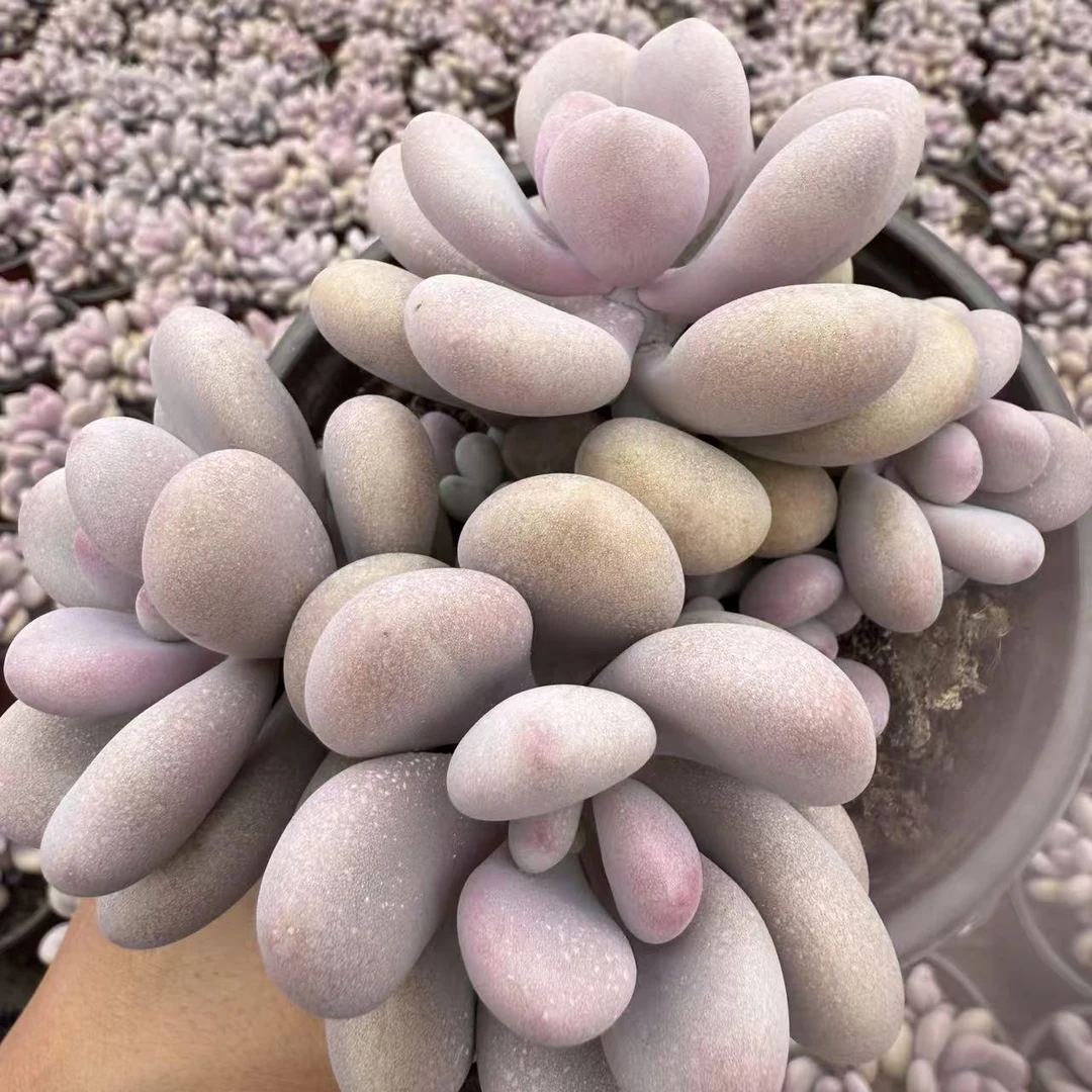 零花钱多肉   盆栽桃蛋小群  多肉植物