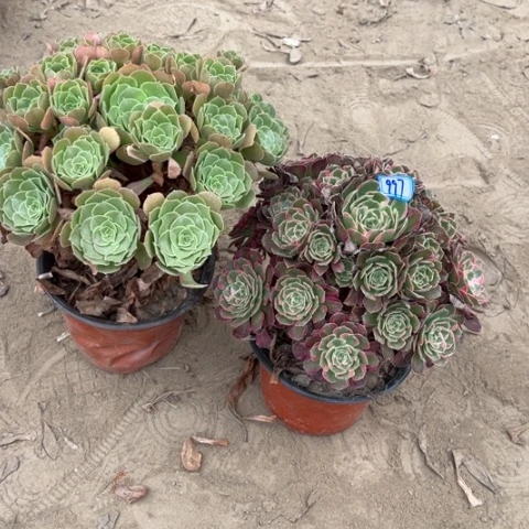 997多肉植物组合，