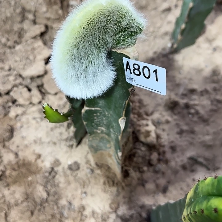 无花朵顺**然嫁接九尾狐缀➕青蛇缀801