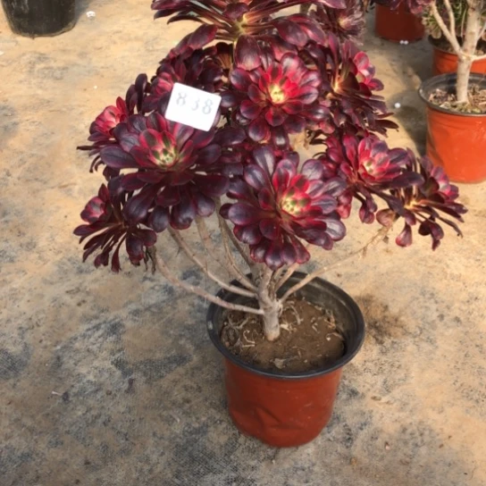 法师多肉植物不****?法师838