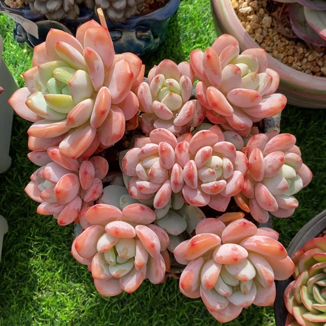 冷香 一物一拍 多肉