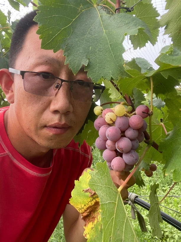 母婴葡萄，每一口都是小时候的味道清晨采摘顺丰直达您的餐桌